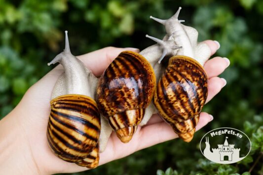 Archachatina marginata ovum silver body z hodowli MegaPets.eu