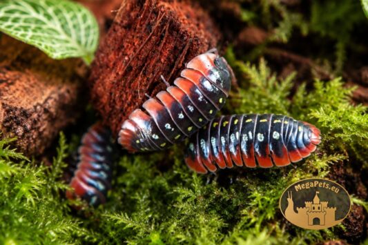 Kolonia Armadillidium klugii Montenegro – wyjątkowe kulanki do terrarium bioaktywnego