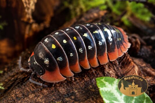 Armadillidium klugii Montenegro – kulanki o czerwono-czarnym ubarwieniu z białymi i żółtymi plamkami