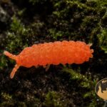 colembolla-skoczogonki-czerwone-ekipa-sprzatajaca-3-megapets Skoczogonki czerwone Collembola pomagają utrzymać czystość i zdrowy mikroklimat terrarium.