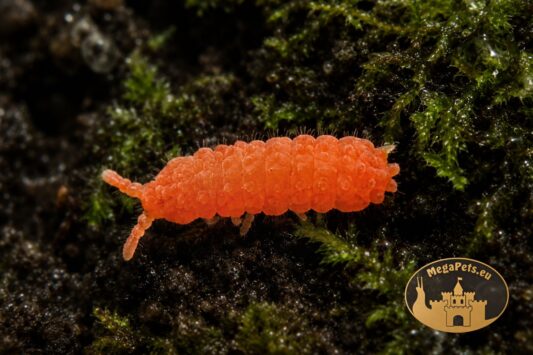 Skoczogonki czerwone Collembola pomagają utrzymać czystość i zdrowy mikroklimat terrarium.