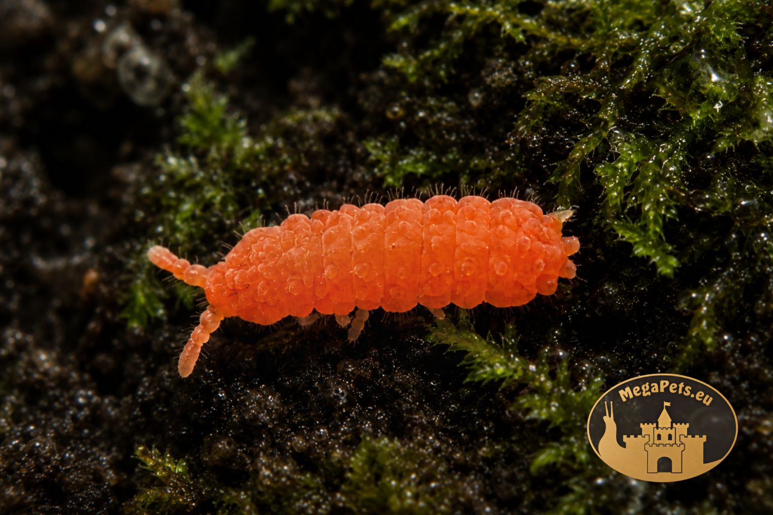 colembolla-skoczogonki-czerwone-ekipa-sprzatajaca-3-megapets Skoczogonki czerwone Collembola pomagają utrzymać czystość i zdrowy mikroklimat terrarium.