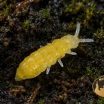colembolla-skoczogonki-żłóte-ceratophysella-lilac-yellow-albino-ekipa-sprzatajaca-megapets-eu Skoczogonki Żółte Ceratophysella sp. Lilac Yellow Albino na podłożu terrariowym – ekipa sprzątająca do terrarium bioaktywnego
