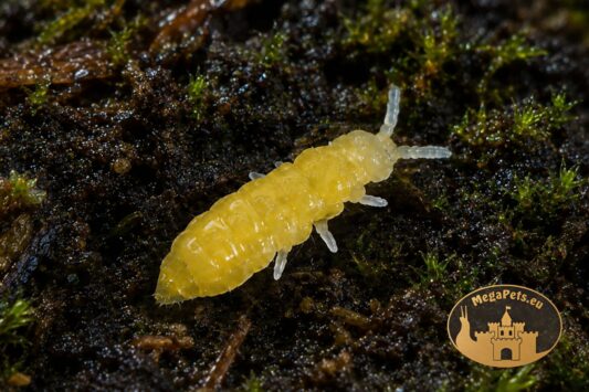 Skoczogonki Żółte Ceratophysella sp. Lilac Yellow Albino na podłożu terrariowym – ekipa sprzątająca do terrarium bioaktywnego