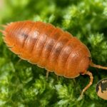 porcellio-laevis-orange-ekipa-sprzatajaca-terrarium-megapets-1 Isopod Porcellio Laevis Orange w tropikalnym terrarium – naturalna ekipa sprzątająca bioaktywne terraria