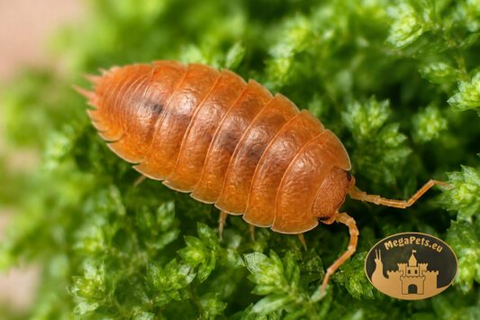 Isopod Porcellio Laevis Orange w tropikalnym terrarium – naturalna ekipa sprzątająca bioaktywne terraria