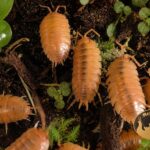 porcellio-laevis-orange-ekipa-sprzatajaca-terrarium-megapets-eu-1 Kolonia isopodów Porcellio Laevis Orange w naturalnym terrarium bioaktywnym z mchem i roślinami