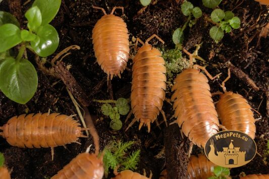 Kolonia isopodów Porcellio Laevis Orange w naturalnym terrarium bioaktywnym z mchem i roślinami