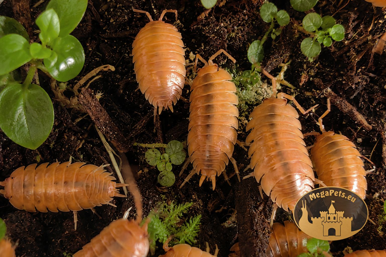Kolonia isopodów Porcellio Laevis Orange w naturalnym terrarium bioaktywnym z mchem i roślinami