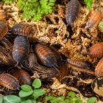 porcellio-scaber-lava-kolonia-isopodow-terrarium-megapets-eu Kolonia Porcellio scaber „Lava” w naturalnym terrarium bioaktywnym
