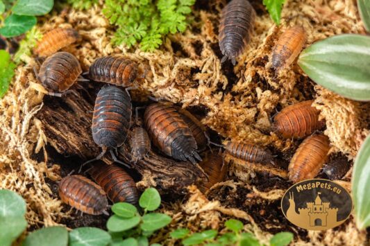 Kolonia Porcellio scaber „Lava” w naturalnym terrarium bioaktywnym