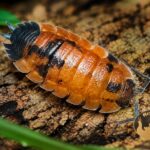 porcellio-scaber-lava-makro-na-korze-isopod-megapet-eu Porcellio scaber „Lava” – pomarańczowo-czarny isopod ozdobny w terrarium tropikalnym