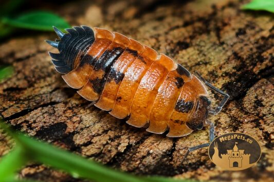 Porcellio scaber „Lava” – pomarańczowo-czarny isopod ozdobny w terrarium tropikalnym