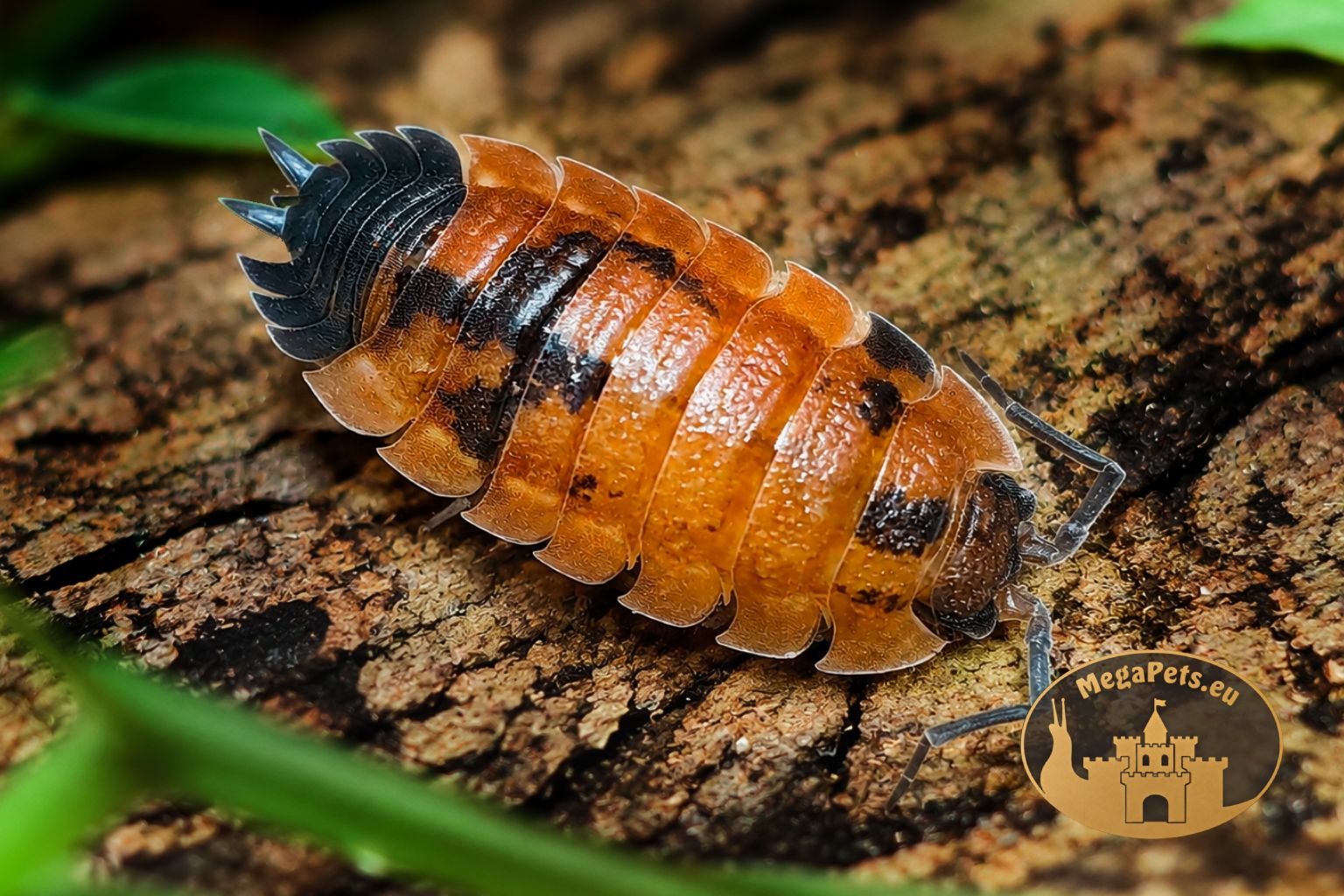 porcellio-scaber-lava-makro-na-korze-isopod-megapet-eu Porcellio scaber „Lava” – pomarańczowo-czarny isopod ozdobny w terrarium tropikalnym