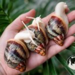 Archachatina rhodostoma albino body – afrykański ślimak egzotyczny z hodowli MegaPets.eu