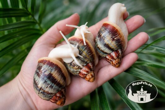 Archachatina rhodostoma albino body – afrykański ślimak egzotyczny z hodowli MegaPets.eu