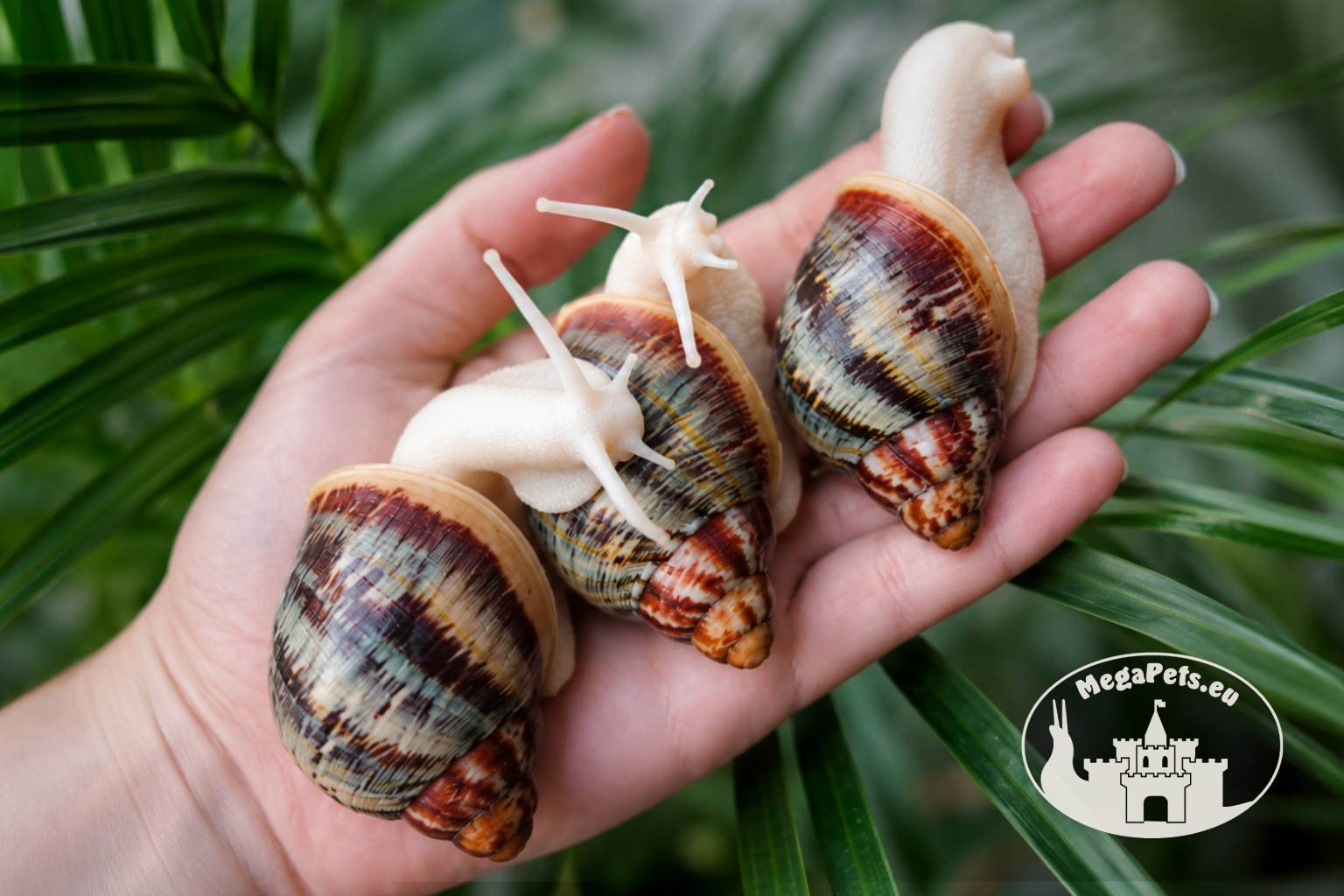 Archachatina rhodostoma albino body – afrykański ślimak egzotyczny z hodowli MegaPets.eu