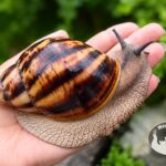 Podrośnięte ślimaki afrykańskie Podrośnięte ślimaki afrykańskie z hodowli MegaPets.eu