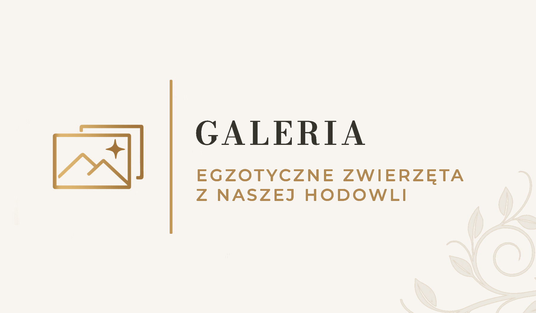 Galeria MegaPets