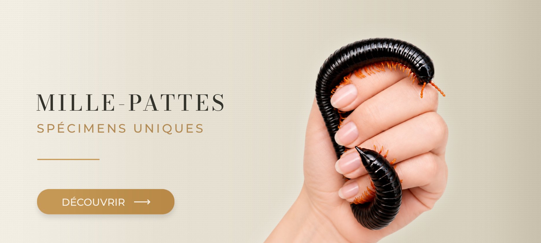Myriapodes exotiques MegaPets