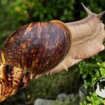 archachatina-marginata-ovum-xxl-standard-p12-2-megapets-eu Archachatina marginata ovum XXL standard z hodowli MegaPets.eu
