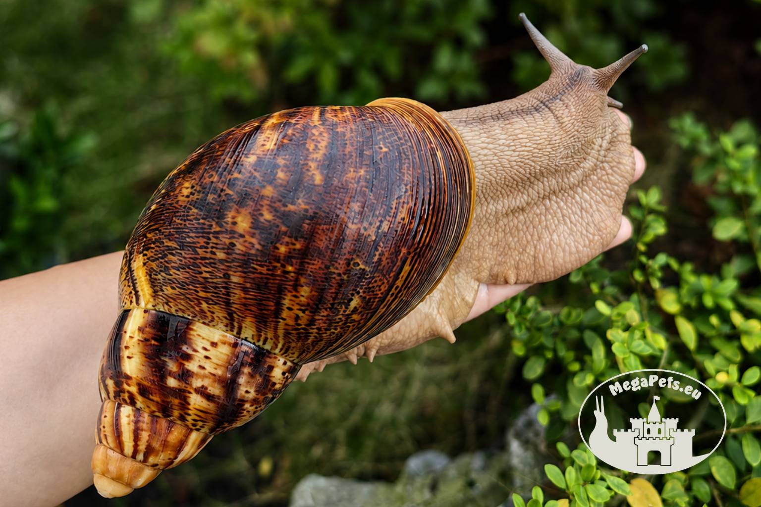 archachatina-marginata-ovum-xxl-standard-p12-2-megapets-eu Archachatina marginata ovum XXL standard z hodowli MegaPets.eu