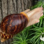 archachatina-marginata-ovum-xxl-standard-p12-megapets-eu Archachatina marginata ovum XXL standard z hodowli MegaPets.eu