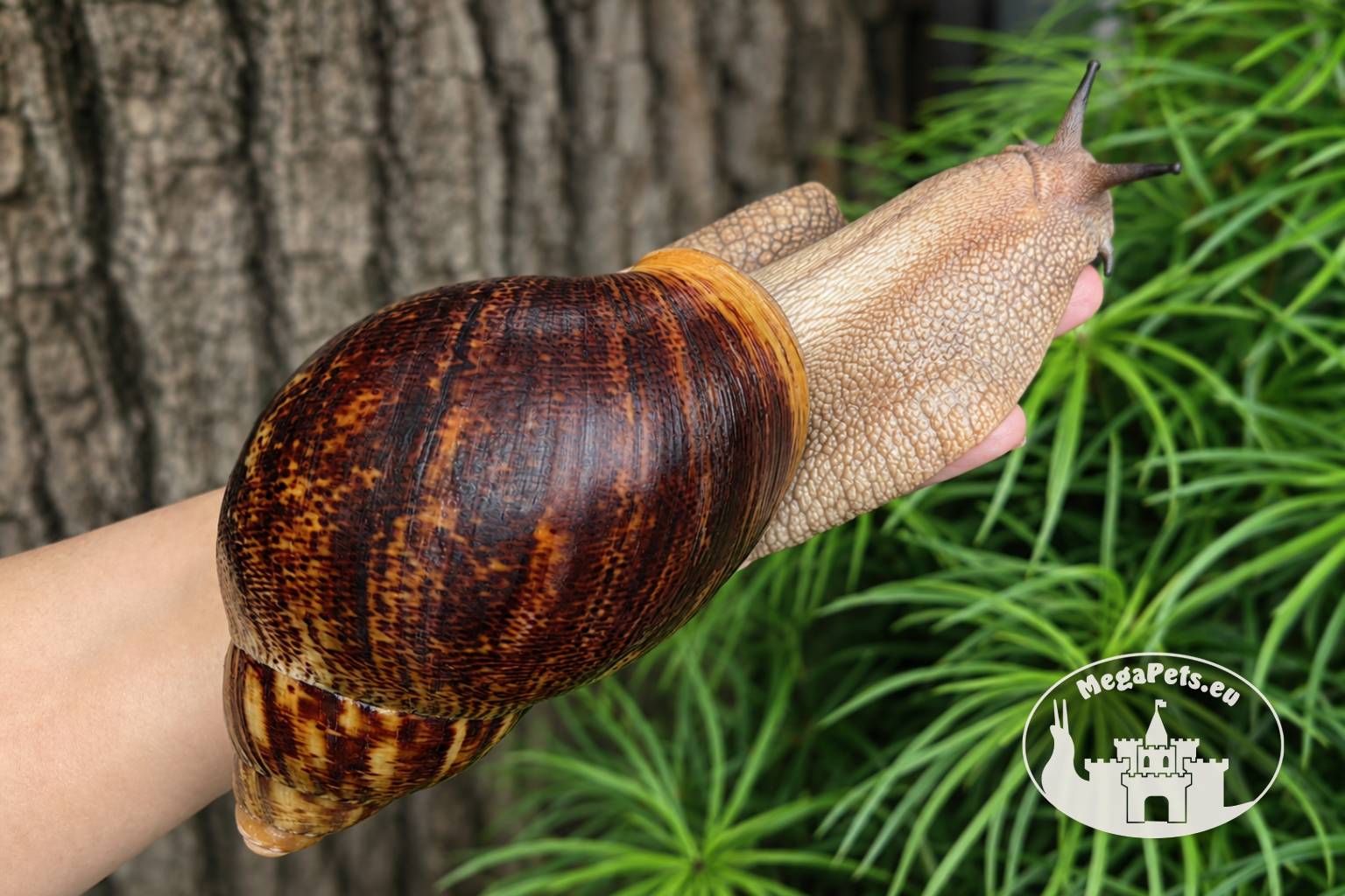 Archachatina marginata ovum XXL standard z hodowli MegaPets.eu