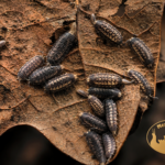 Trachelipus rathkii kolonia prosionków na suchym liściu w terrarium bioaktywnym
