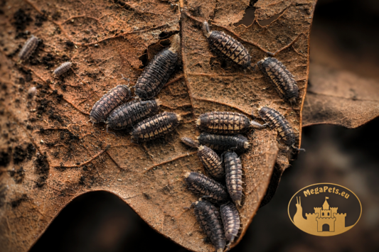 Trachelipus rathkii kolonia prosionków na suchym liściu w terrarium bioaktywnym