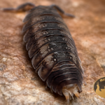 Trachelipus rathkii kolonia prosionków na suchym liściu w terrarium bioaktywnym