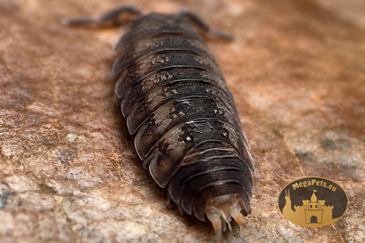 Trachelipus rathkii kolonia prosionków na suchym liściu w terrarium bioaktywnym