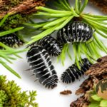 armadillidium-maculatum-zebra-snow-dots-kolonia-kulanek-megapets-eu Armadillidium maculatum Zebra Snow Dots – kulanki o czarno-białym ubarwieniu z białymi kropkami