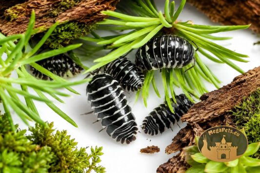 Armadillidium maculatum Zebra Snow Dots – kulanki o czarno-białym ubarwieniu z białymi kropkami