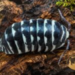 armadillidium-maculatum-zebra-snow-dots-kulanki-megapets-eu Armadillidium maculatum Zebra Snow Dots – kulanki o czarno-białym ubarwieniu z białymi kropkami