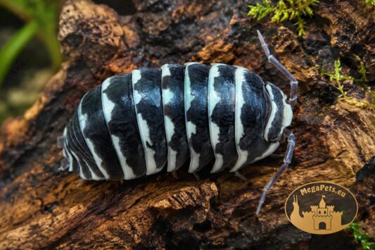 Armadillidium maculatum Zebra Snow Dots – kulanki o czarno-białym ubarwieniu z białymi kropkami