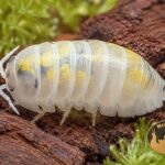 Armadillidium vulgare Magic Potion – biała kulanka z charakterystycznymi ciemnymi plamkami w terrarium bioaktywnym