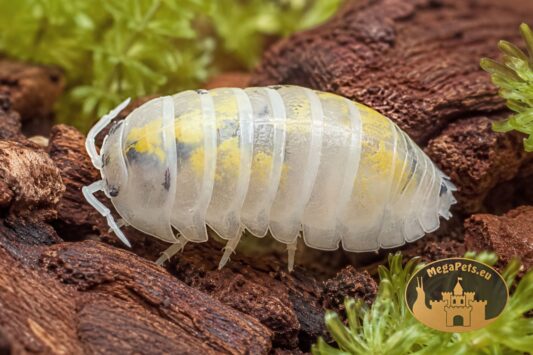 Armadillidium vulgare Magic Potion – biała kulanka z charakterystycznymi ciemnymi plamkami w terrarium bioaktywnym