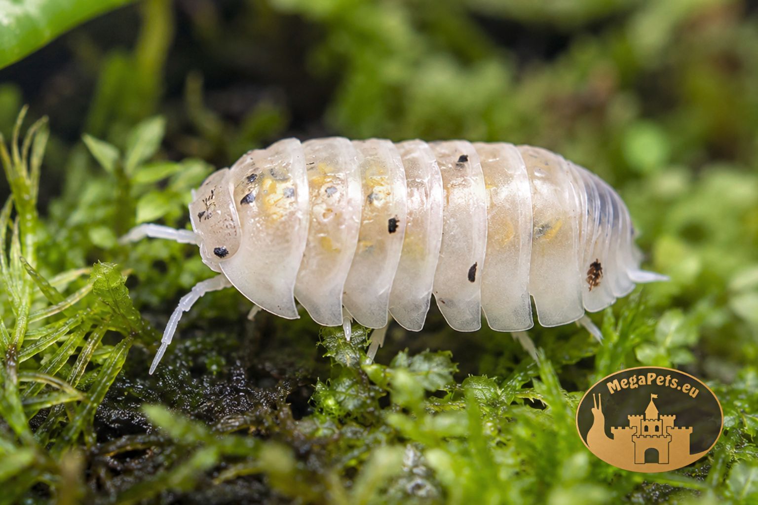 Armadillidium vulgare Magic Potion makro kulanka MegaPets.eu