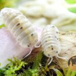 Armadillidium vulgare Magic Potion para kulek w terrarium MegaPets.eu