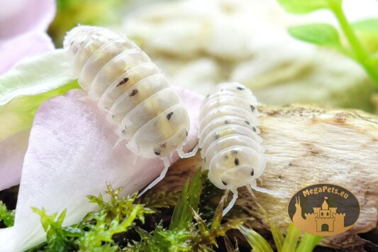 Armadillidium vulgare Magic Potion para kulek w terrarium MegaPets.eu