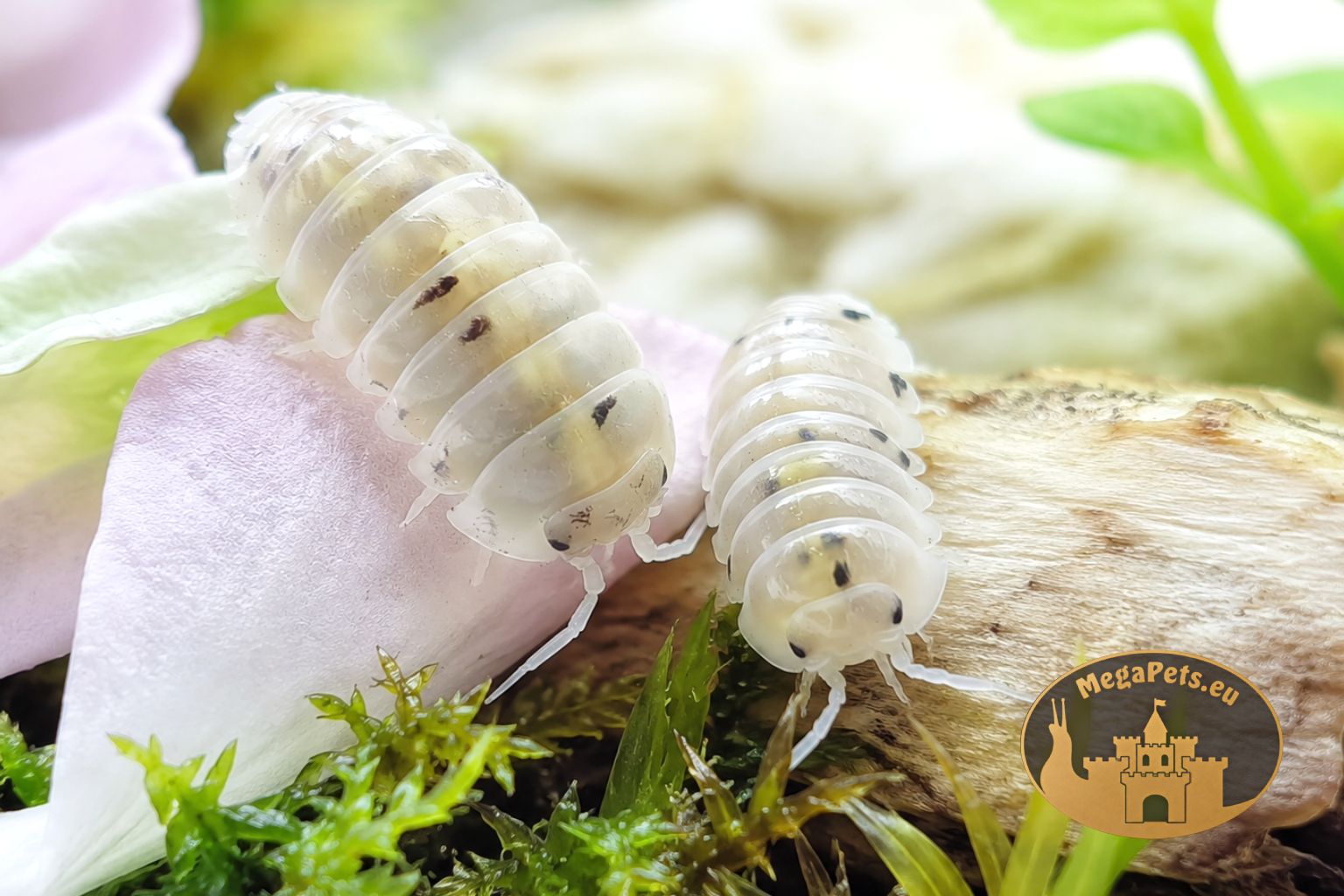 Armadillidium vulgare Magic Potion para kulek w terrarium MegaPets.eu