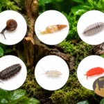 colembolla-skoczogonki-ekipa-sprzatajaca-ślimaki-isopody-mix-3-megapets-eu Ekipa sprzątająca do terrarium – ślimaki, prosionki i skoczogonki MegaPets