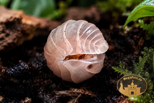 Cubaris sp. murina Papaya zwinięty w kulkę – naturalny mechanizm obronny isopoda MegaPets.eu