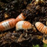 isopody-cubaris-sp-panda-king-orange-terrarium-megapets-eu Cubaris sp. Panda King Orange – ozdobne prosionki o biało-pomarańczowym ubarwieniu, idealne do terrariów bioaktywnych.