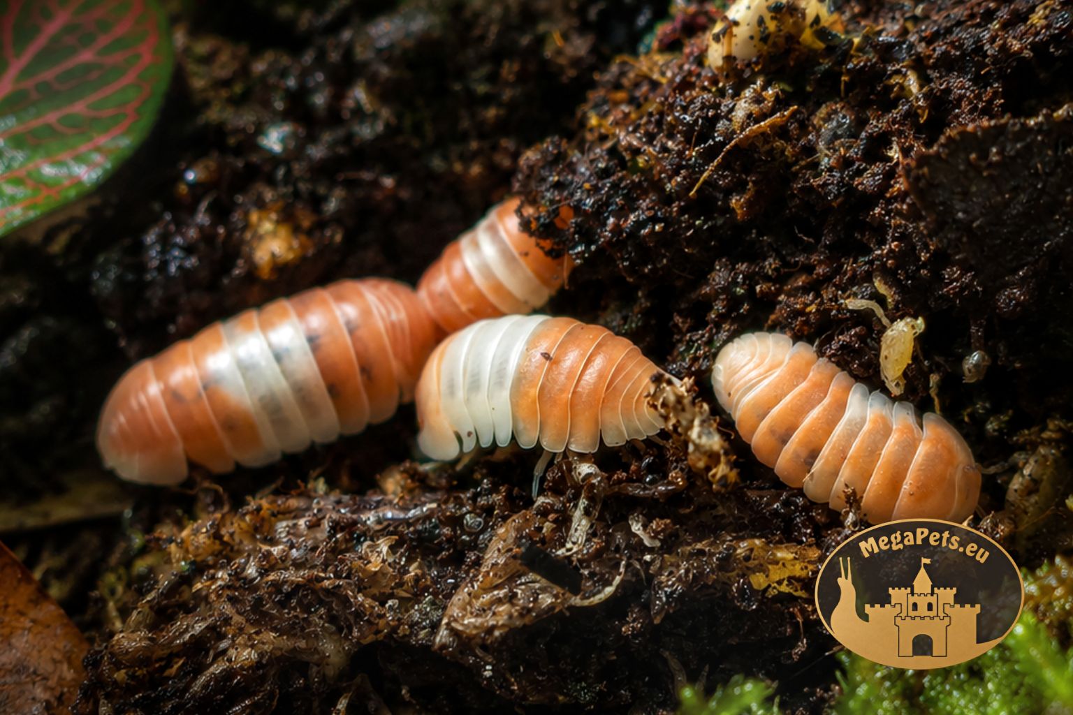 Cubaris sp. Panda King Orange – ozdobne prosionki o biało-pomarańczowym ubarwieniu, idealne do terrariów bioaktywnych.
