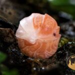 kulanki-cubaris-sp-panda-king-orange-terrarium-megapets-eu Cubaris Panda King Orange – egzotyczne kulanki do terrarium bioaktywnego o charakterystycznym biało-pomarańczowym ubarwieniu.