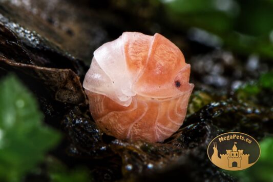 Cubaris Panda King Orange – egzotyczne kulanki do terrarium bioaktywnego o charakterystycznym biało-pomarańczowym ubarwieniu.