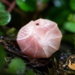 kulanki-cubaris-sp-panda-king-pink-terrarium-megapets-eu Kulanki Cubaris Panda King Pink – naturalna ekipa sprzątająca