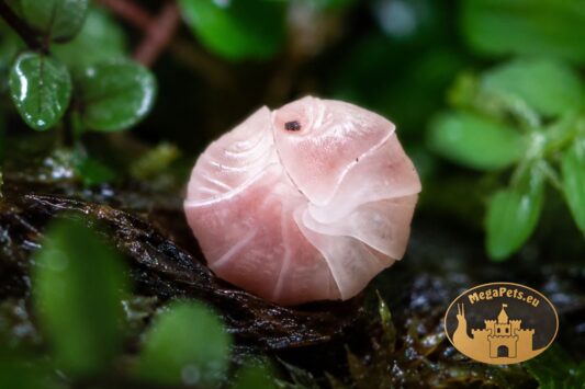 Kulanki Cubaris Panda King Pink – naturalna ekipa sprzątająca